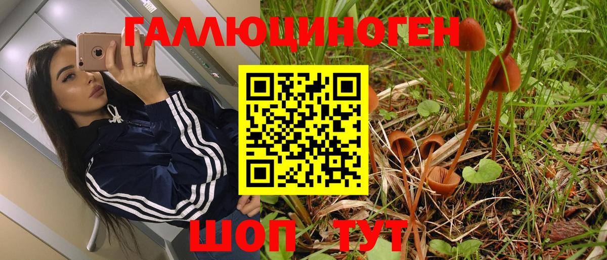 Псилоцибиновые грибы Psilocybe Ирбит